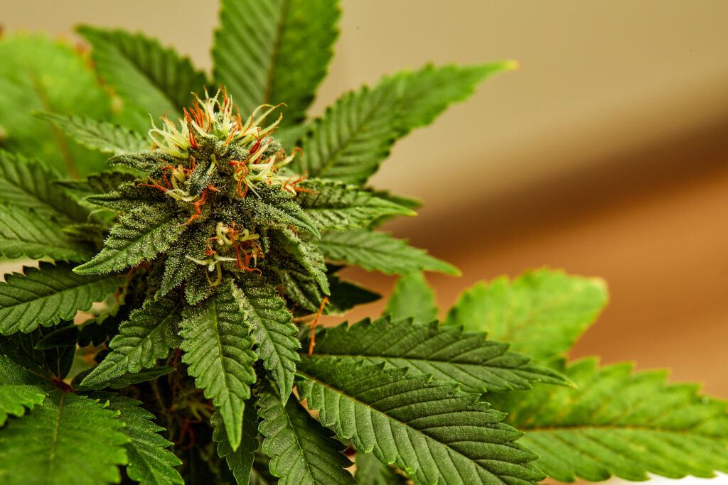 what is thca flower?